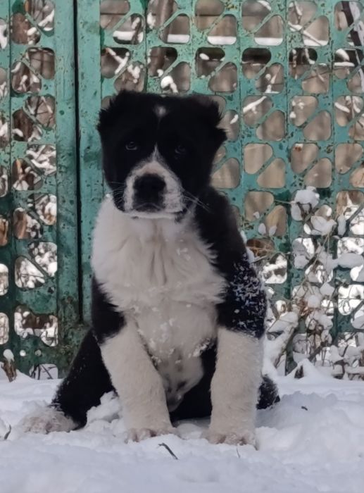 Алабайчик мощный