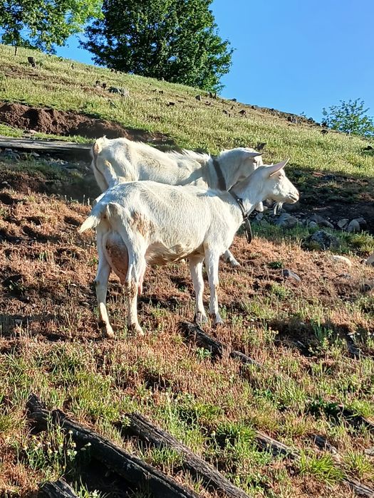 Țap Saanen de vanzare