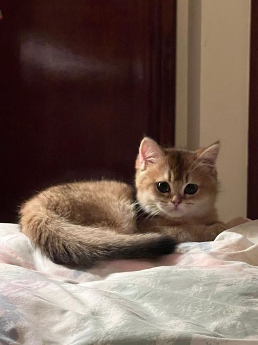 British shorthair băiețel