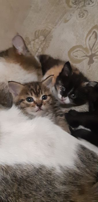 Котята. Кошка. Кошки. Котенок