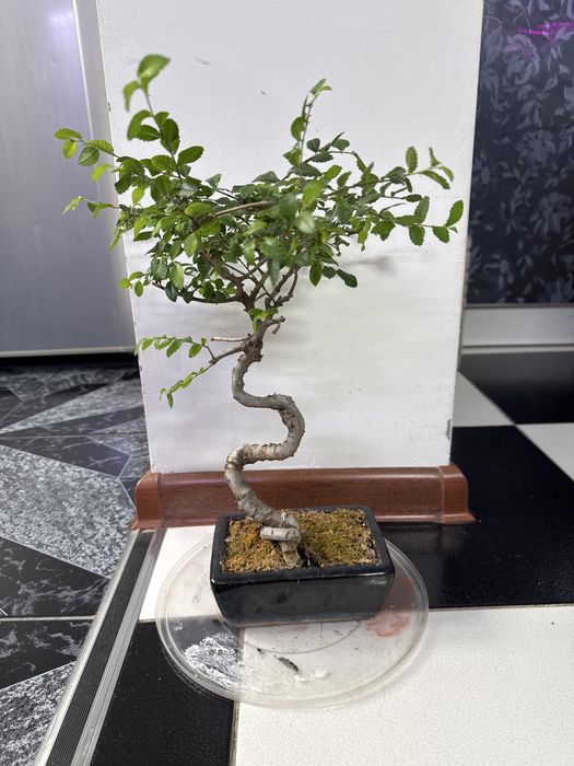 Продам бонсай китайский вяз!