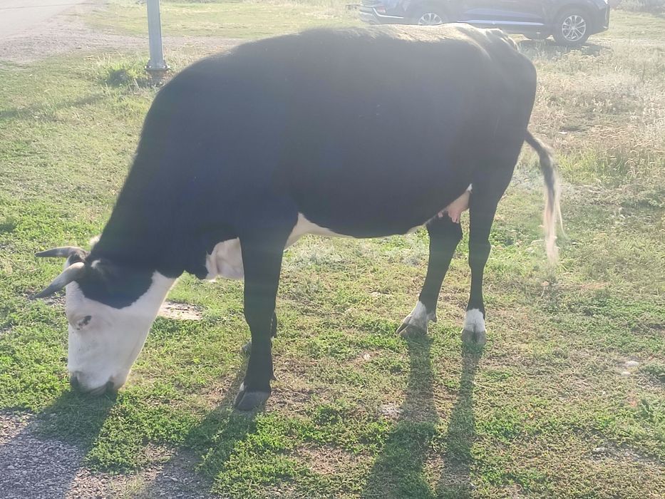 Продам корову, сиыр сатамын