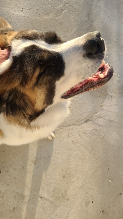 Кабель московской сторожевой