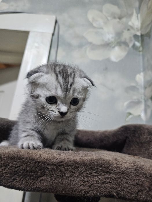 Котята британские