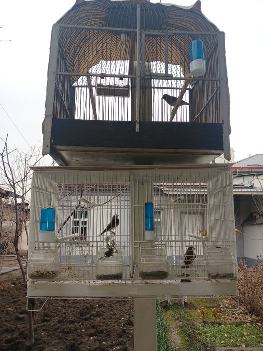 Щегол Канарейки гибрид