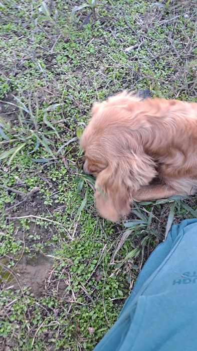 Куче търсач на трюфели