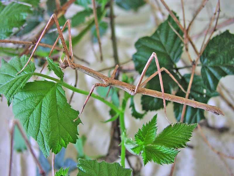 Анамската пръчка  или Annam walking stick - пръчици