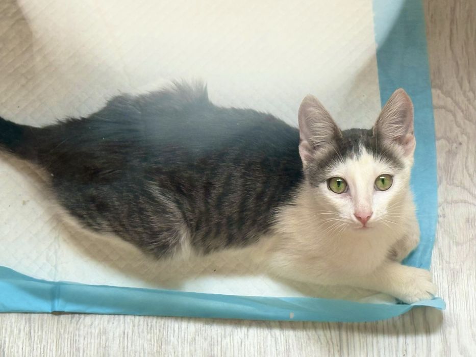 Котенок  мальчик