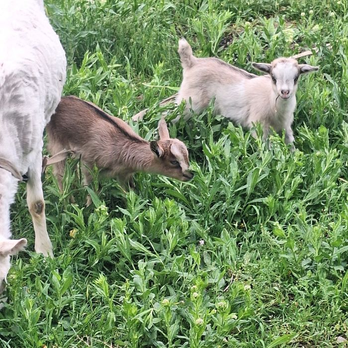 Лақ козлята ешкі