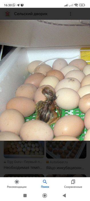 Инкубационное яйцо