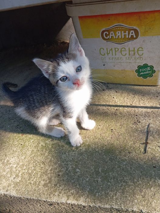 Дворни малки котенца