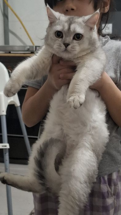 Serebristiy shinshila sotiladi