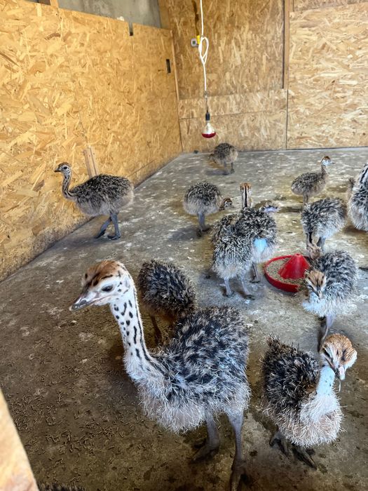 Pui De Struț negru african