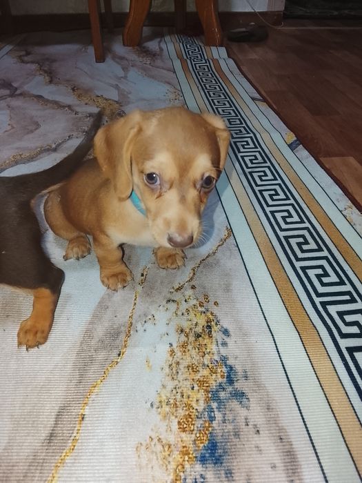 Продам щенков таксы