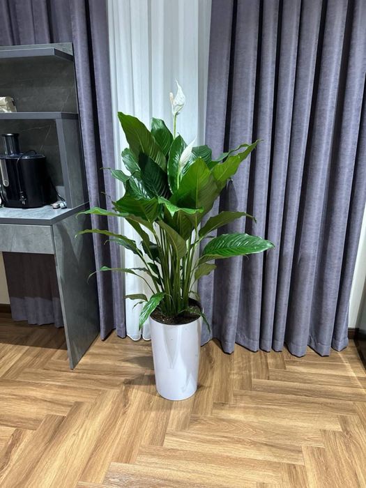 Офис ва уй учун жуда чиройли, соглом тирик гуллар сотилади