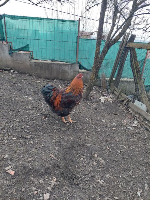 Cocos wyandotte Gsg.