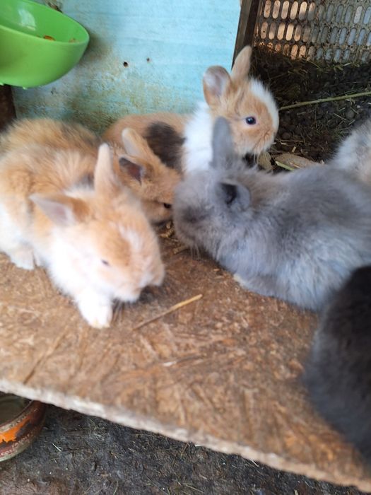 Iepurasi cap de leu pitic