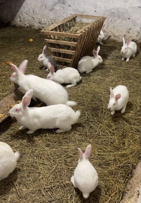 Vand iepuri hycole francez