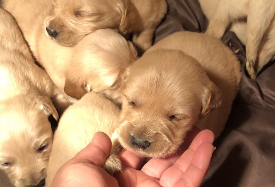 Чистокръвени  голдън ретривър женски и мъжки 
Мъжки и женски 
К