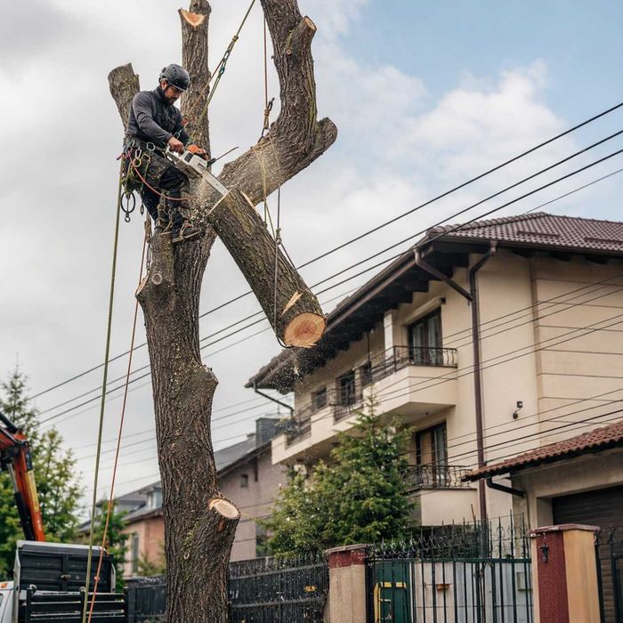 Tăiere copaci periculoși Sector 2 București, toaletare și evacuare