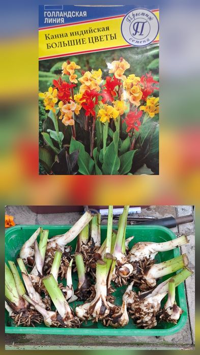 Продам канны, хризантемы, каллы