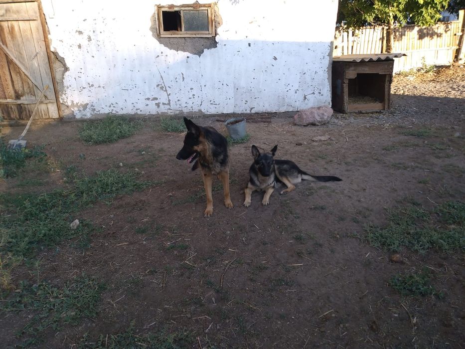 Продам щенят немецкой овчарки