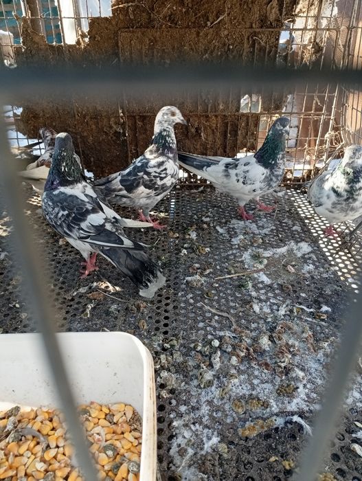 Păsări Vând tripler iranieni