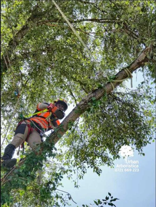 Doborare Taiere Defrisare Copaci Arbori Pomi Cluj Napoca