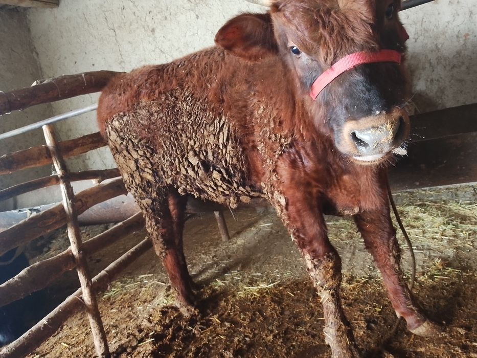 Buqqa sotiladi. Zotdor. Narxi kelishilinadi