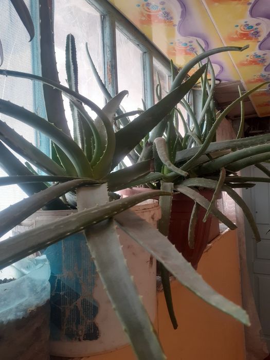 Aloe gullari uyda ōstirilgan