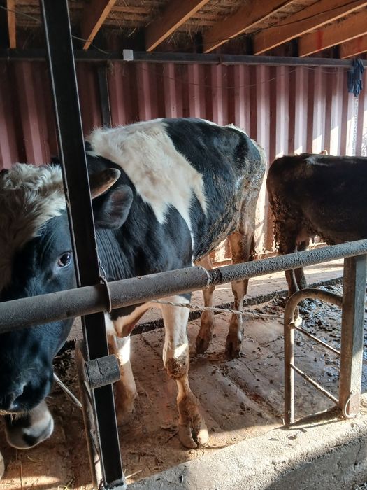 Бык галштейн бук