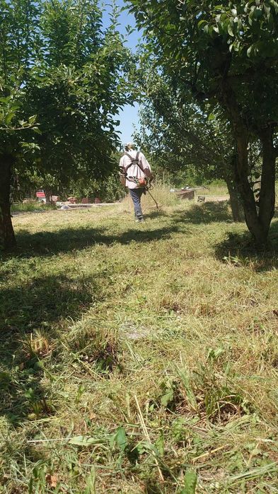 Taiere pomi, cosit gazon/iarba