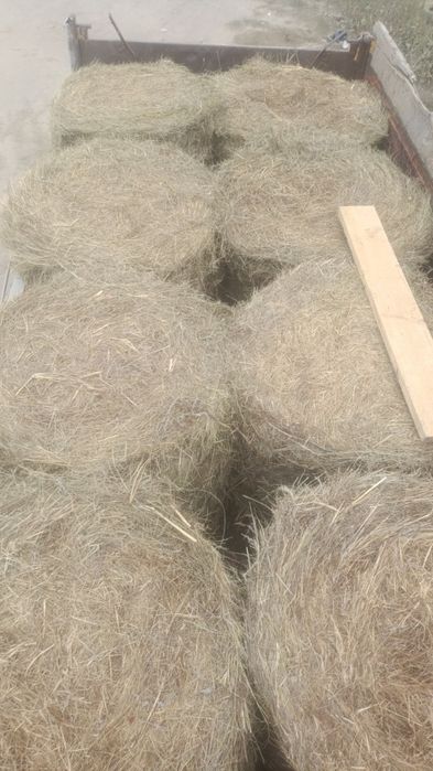Продам сено в рулонах