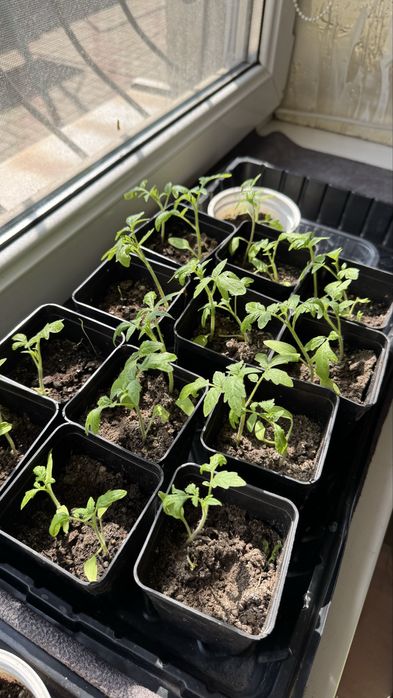 Рассада, помидоры, томаты, алоэ, красулы