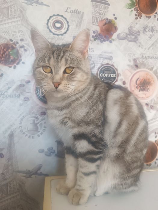 Красавица кошка в добрые руки.