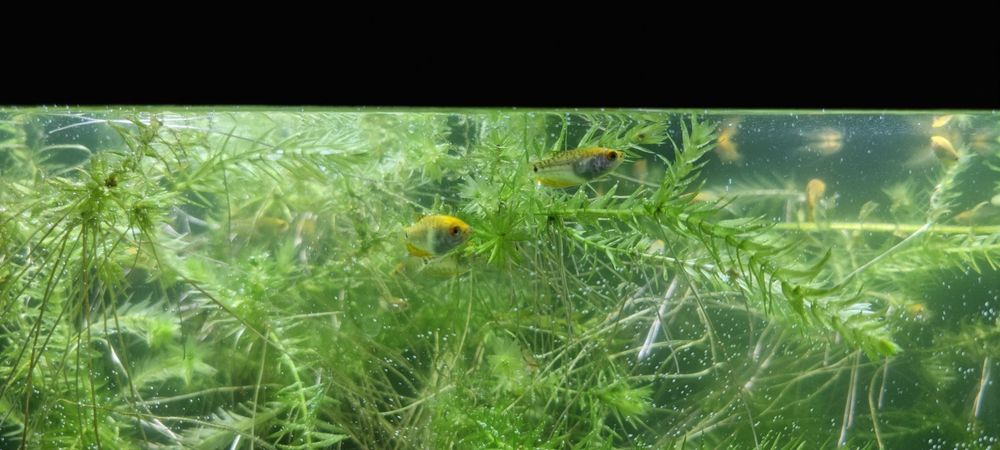 Vând pești de acvariu gourami/gurami red gold