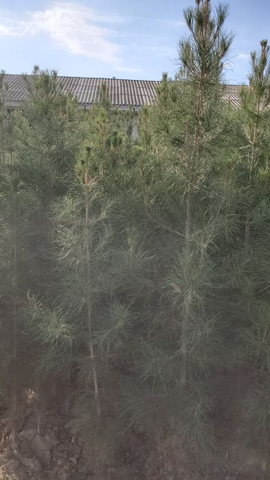 Sasna ko‘chatlari sotiladi