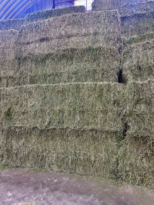 Сено и сенаж из люцерны