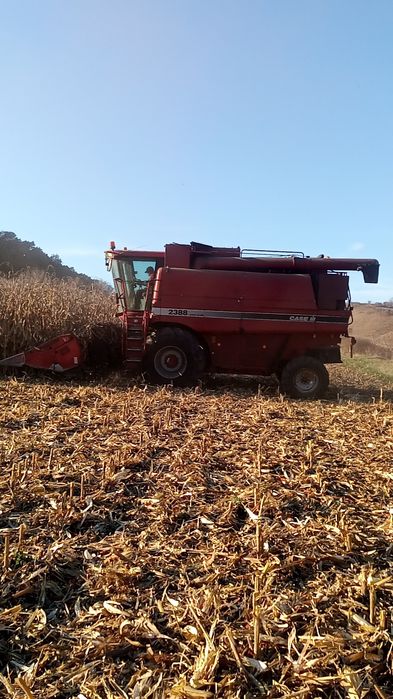 Porumb boabe  uscat, hala