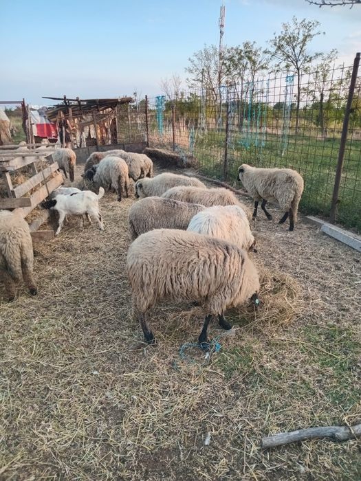 Vand 18 oi foarte bine întreținute