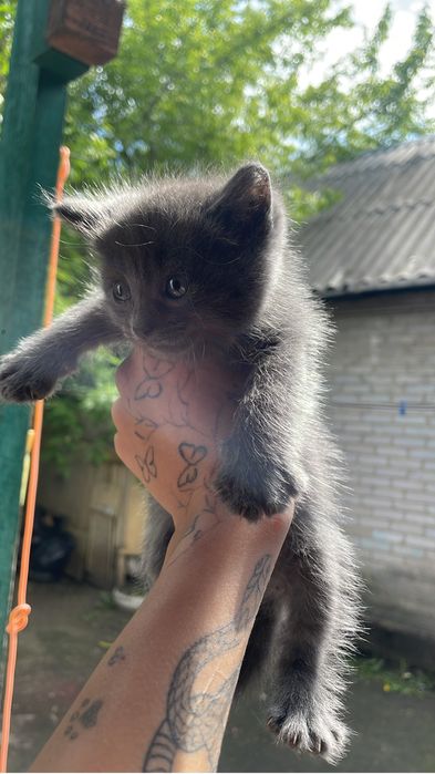 срочно, отдам котят в добрые руки