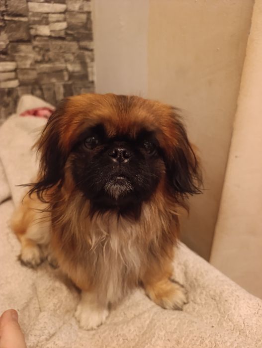 Пикинес сводка  бесплатно