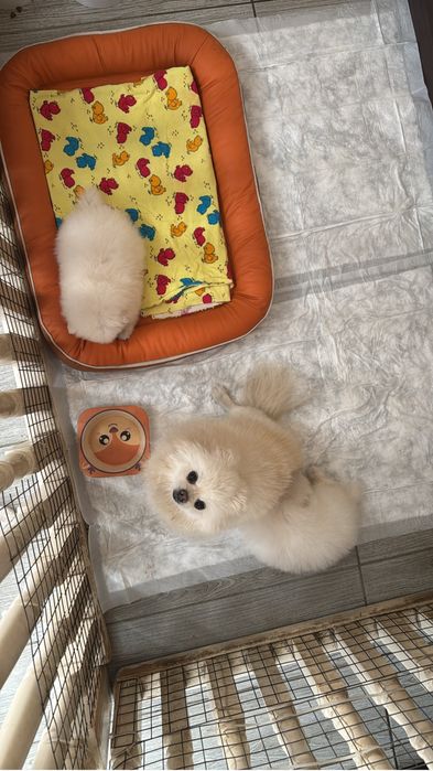 Мини помиранский шпицы