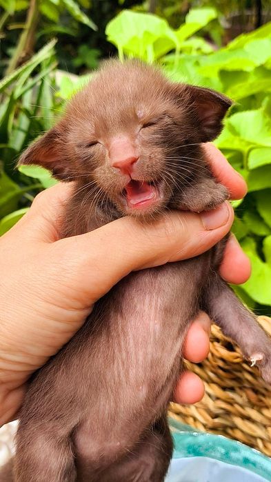 Ориентальные - Котята. БРОНЬ и продажа !!!