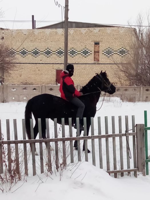Айғыр сатылады….