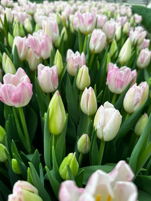 Продам тюльпаны .