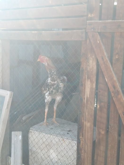 Дакан қораз сатамын