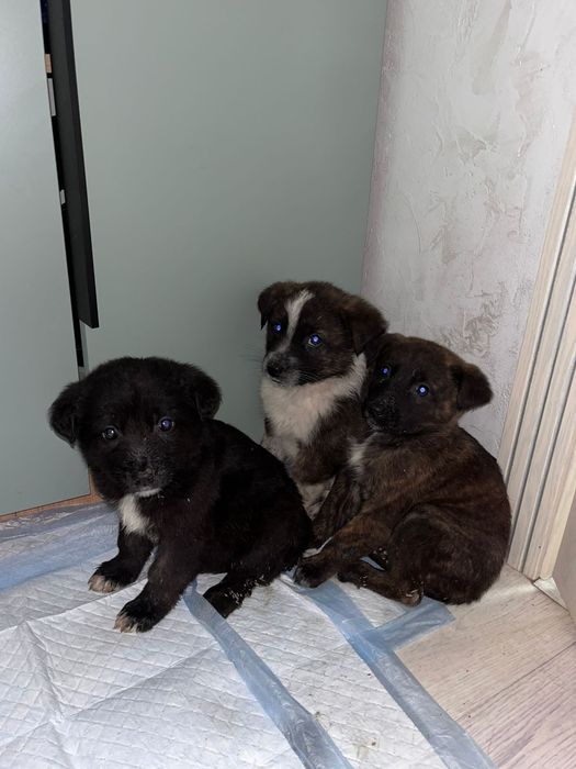 1 мальчик и 2 девочки в добрые руки