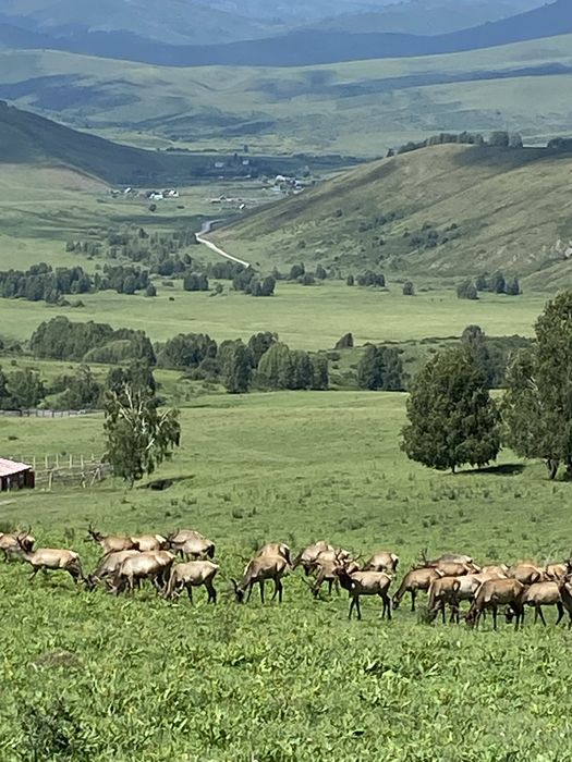 Пантокрин с Катон Карагай ВКО