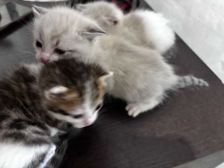 Продам котят месяц